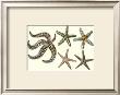 Starfish Ii by Daniel Diderot Limited Edition Pricing Art Print