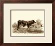 Bovine Iv by Emile Van Marck Limited Edition Print