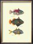 Tropical Fish by J. W. Bennet & Couvier Limited Edition Pricing Art Print