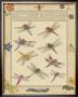 Dragonfly Manuscript Iii by Jaggu Prasad Limited Edition Print