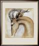 Serengeti Gerenuk by Susan Hartenhoff Limited Edition Print