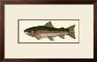 Steelhead Trout by Teri Renee Blehm Limited Edition Pricing Art Print