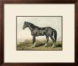 Cassell's Horse Ii by Cassell Limited Edition Print