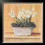 Les Fleurs Blanches, Jacinthes by Laurence David Limited Edition Print