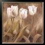 Sepia Tulips I by Wendy Darker Limited Edition Pricing Art Print
