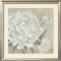 Paeonia Ii by Jettie Roseboom Limited Edition Print