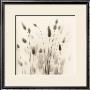 Italian Tall Grass No. 1 by Alan Blaustein Limited Edition Pricing Art Print