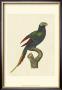 Crackled Antique Parrot Iii by George Shaw Limited Edition Print