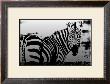 Zebra Chrome I by Susann & Frank Parker Limited Edition Print