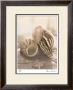 Seashore Achatina by Donna Geissler Limited Edition Print