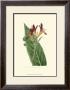 Antique Canna Iv by Van Houtt Limited Edition Pricing Art Print