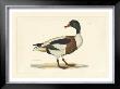 Duck Ii by John Selby Limited Edition Print