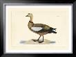 Duck V by John Selby Limited Edition Print