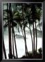 Palm Trees by Philippe Body Limited Edition Print