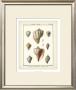 Volute Shells, Pl.384 by Denis Diderot Limited Edition Print