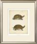 Turtle Duo Iii by J.W. Hill Limited Edition Print