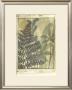 Woodland Fern Forest Ii by Jennifer Goldberger Limited Edition Pricing Art Print