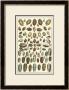 Seba Shell Collection Vi by Albertus Seba Limited Edition Pricing Art Print