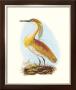 Squated Heron by S Selby Limited Edition Print