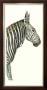 Elongated Zebra by Marechal Limited Edition Print