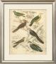 Avian Habitat Ii by Milne Limited Edition Print