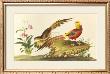 Pheasants by Anonymous Limited Edition Pricing Art Print