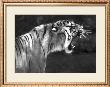 Tiger Roar by Charlie Morey Limited Edition Print