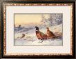 Cock And Hen Pheasant In Snow by Archibald Thorburn Limited Edition Print
