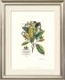 Royal Botanical Vi by Georg Dionysius Ehret Limited Edition Print