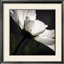 Seeking The Light by Elin Hedstrom Limited Edition Print