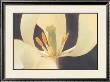 White Tulip by Hannes Havenstein Pricing Limited Edition Art Print