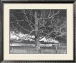 Nw 1643 Train No. 17 The Birmingham Special Passes A Giant Oak, Max Meadows, Virginia, C.1957 by O. Winston Link Limited Edition Print