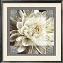 Dahlia Icon Ii by Christine Elizabeth Limited Edition Pricing Art Print