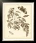 Nature Study In Sepia Ii by Maria S. Merian Limited Edition Pricing Art Print