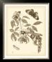 Nature Study In Sepia Ii by Maria S. Merian Limited Edition Print
