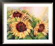 Sunflower Trio by Renée Mizgala Limited Edition Pricing Art Print
