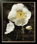 Poppies Ii by John Seba Limited Edition Pricing Art Print