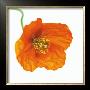 Poppy Meconopsis by Julie Pigula Pricing Limited Edition Art Print