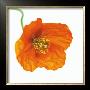 Poppy Meconopsis by Julie Pigula Limited Edition Pricing Art Print