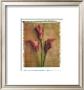 Callas by Vincenzo Ferrato Limited Edition Print