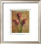 Callas by Vincenzo Ferrato Limited Edition Pricing Art Print