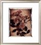 Rose Study I by Dick & Diane Stefanich Limited Edition Pricing Art Print