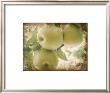 Vintage Apples Ii by Jason Johnson Limited Edition Pricing Art Print