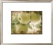 Vintage Apples Ii by Jason Johnson Limited Edition Print