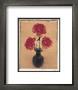 Carnations by Scott Morrish Limited Edition Print