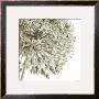 Allium I by C. Sands Limited Edition Print