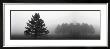 Misty Pines by Erin Clark Limited Edition Print