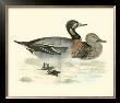 Morris Ducks Iii by Reverend Francis O. Morris Limited Edition Print