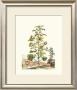 Grandiose View Ii by Abraham Munting Limited Edition Pricing Art Print
