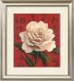 White Chinese Rose by T. C. Chiu Limited Edition Pricing Art Print